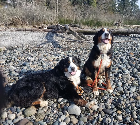 Grut & Hazel at the Beach -- March 2019